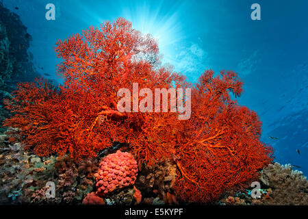 Annodato fan corallo (Melithaea ochracea), Soft Coral, della Grande Barriera Corallina, patrimonio Unesco, Oceano Pacifico Foto Stock