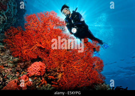 Scuba Diver dietro annodato fan corallo (Melithaea ochracea), Soft Coral, della Grande Barriera Corallina, Patrimonio Mondiale UNESCO Foto Stock