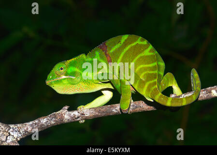 Ambiky Chameleon (Furcifer timoni), estremamente raro, con colorazione di gestazione, Diana regione, Madagascar Foto Stock