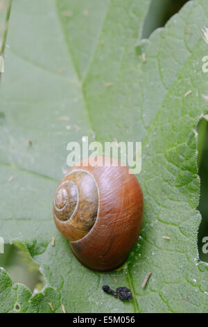 Cepaea nemoralis, scuro a labbro lumaca nastrati senza cospicua di nastratura, Wales, Regno Unito Foto Stock