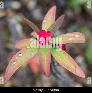 Corona di Spine di Cristo o impianto (Euphorbia milii) con gocce d'acqua, la Palma Isole Canarie Spagna Foto Stock