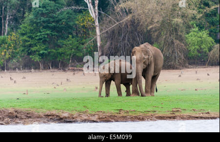 Elefante asiatico o elefante indiano (Elephas maximus), maschio, Kabini serbatoio, Nagarhole National Park, Karnataka, India Foto Stock