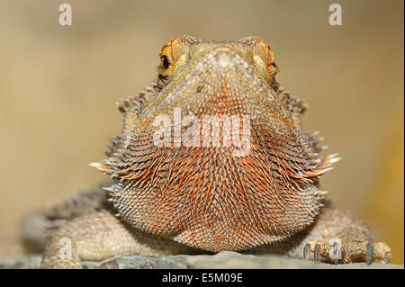 Centrale di drago barbuto, giallo con testa di drago barbuto o terrestre Drago Barbuto (Pogona vitticeps, Amphibolurus vitticeps) Foto Stock