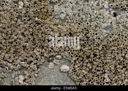 Cirripedi (Balanidae) e patelle (Patellidae) nella zona di surf su una roccia, Sandoy, Isole Faerøer, Danimarca Foto Stock