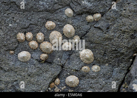 Patelle (Patellidae) che cresce nella zona di surf sulle rocce, Isole Faerøer, Danimarca Foto Stock