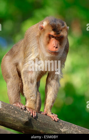 Southern Pig-coda Macaque o Sunda Pig-coda Macaque (Macaca nemestrina), maschio Foto Stock