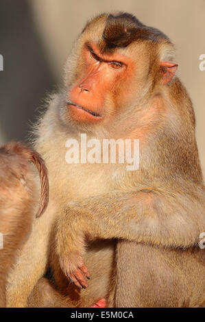 Southern Pig-coda Macaque o Sunda Pig-coda Macaque (Macaca nemestrina), maschio Foto Stock