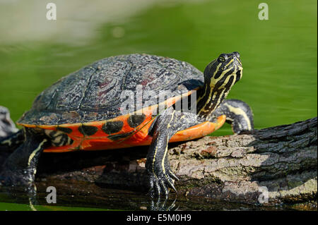 Florida rosso-panciuto tartaruga, Florida rosso-Cooter panciuto o Florida Redbelly tartaruga (Chrysemys nelsoni, Pseudemys nelsoni) Foto Stock