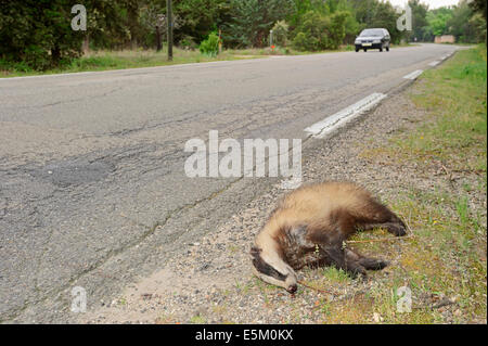 Morto (Badger Meles meles) accanto alla strada, Provenza, Francia meridionale Foto Stock