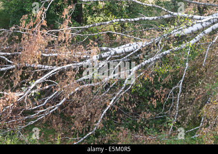 Morto di betulla secco-tree giacente a terra Foto Stock