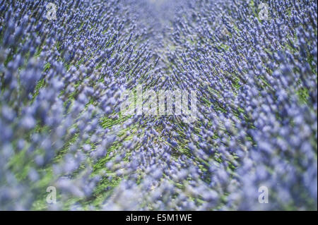 Telaio completo vista di piante di lavanda in Hertfordshire, Regno Unito Foto Stock