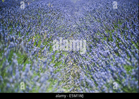 Telaio completo vista di piante di lavanda in Hertfordshire, Regno Unito Foto Stock