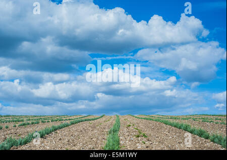 Piantati i campi di lavanda in Hertfordshire, Regno Unito Foto Stock