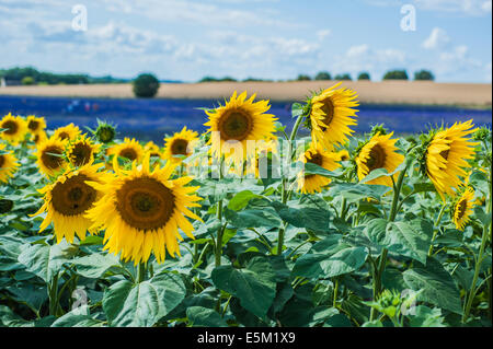 Girasoli con campi di lavanda sullo sfondo Foto Stock