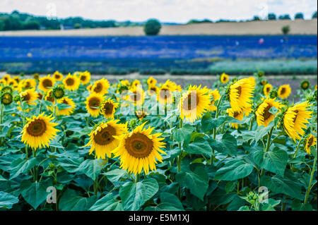 Girasoli con campi di lavanda sullo sfondo Foto Stock