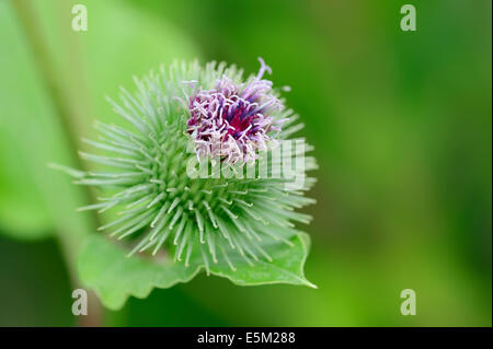 Maggiore Bardana, Beggar's pulsanti o commestibili (Bardana Arctium lappa), Nord Reno-Westfalia, Germania Foto Stock