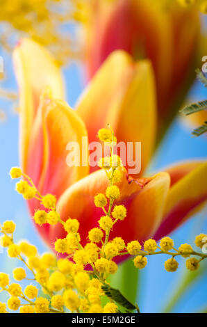 Bouquet di primavera con una mimosa e tulipani Foto Stock