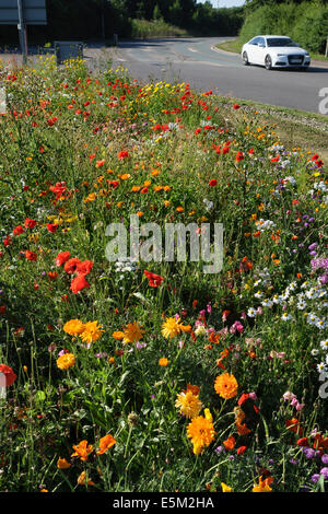 Una rotonda seminata con fiori selvatici sulla A49 vicino Whitchurch in Shropshire, Regno Unito, in piena fioritura in estate Foto Stock