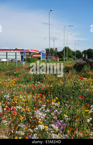 Una rotonda seminata con fiori selvatici sulla A49 vicino Whitchurch in Shropshire, Regno Unito, in piena fioritura in estate Foto Stock