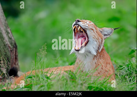 Lince europea (Lynx lynx), sbadigli Foto Stock
