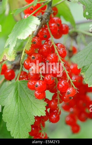 Ribes rosso (ribes rubrum), bacche Foto Stock