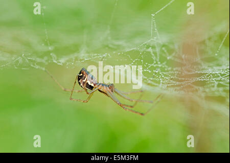 Sheet-Web Spider o soldi Spider (Linyphia triangularis), Nord Reno-Westfalia, Germania Foto Stock