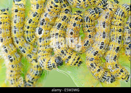 Buff-punta (Phalera bucephala), bruchi, Renania settentrionale-Vestfalia, Germania Foto Stock