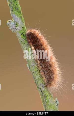 Ruby Tiger Moth (Phragmatobia fuliginosa), Caterpillar, Nord Reno-Westfalia, Germania Foto Stock