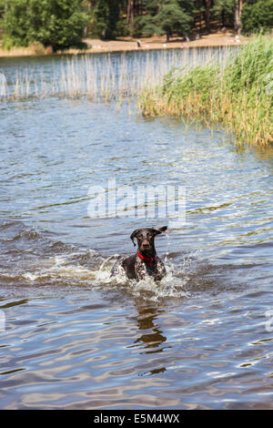 Felice in bianco e nero il cane corre con entusiasmo e spruzzi di acqua a Frensham Laghetto, Farnham su una soleggiata giornata estiva Foto Stock