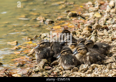 Anatroccolo su banche su Cadnam stagno nel New Forest Hampshire REGNO UNITO Foto Stock