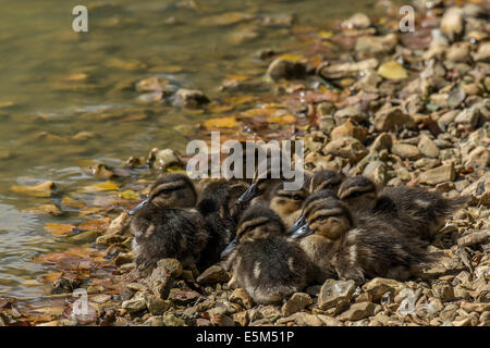 Anatroccolo su banche su Cadnam stagno nel New Forest Hampshire REGNO UNITO Foto Stock