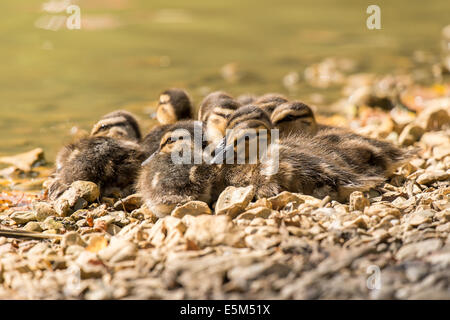 Anatroccolo su banche su Cadnam stagno nel New Forest Hampshire REGNO UNITO Foto Stock