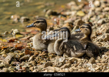 Anatroccolo su banche su Cadnam stagno nel New Forest Hampshire REGNO UNITO Foto Stock