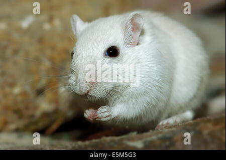 Il mongolo gerbillo o Jird mongola (Meriones unguiculatus) Foto Stock