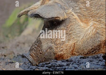 Maiale Mangalica, Mangalitsa suino Mangalitza, maiale o lanosi maiale (Sus scrofa domestica) Foto Stock