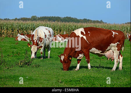 Cattles Holstein-Friesian (Bos primigenius taurus), mucca su pascolo, Nord Reno-Westfalia, Germania Foto Stock