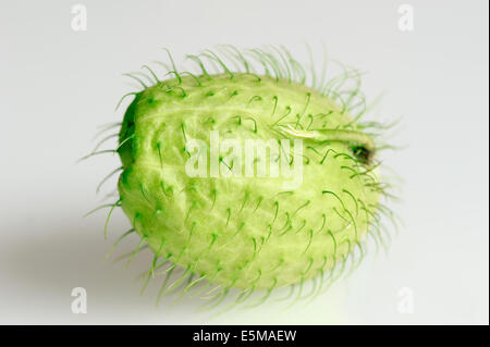 Narrow-Leaf boccola di cotone, cotone a palloncino Bush, Milkweed o impianto di Swan (Gomphocarpus fruticosus, Asclepias fruticosa), frutta