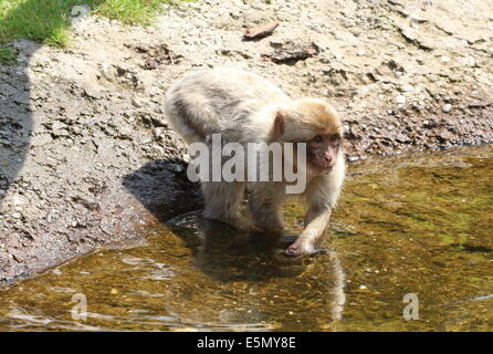 Barbary macaque o Barberia ape (Macaca sylvanus) sul bordo dell'acqua Foto Stock