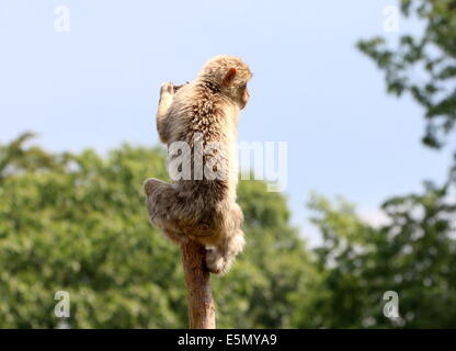 Giovani Barbary macaque o Barberia ape (Macaca sylvanus) la scalata verso la cima di un albero e su look-out Foto Stock