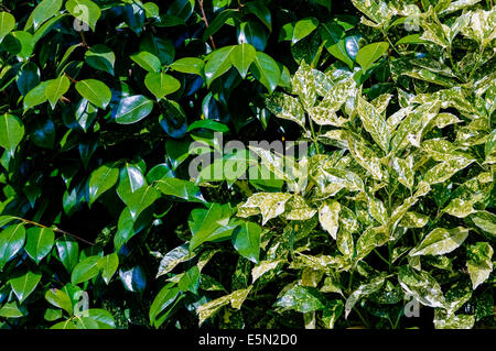 Foglie di variegato (Aucuba Aucuba japonica) e Camellia nel Giardino inglese (formato orizzontale). Foto Stock