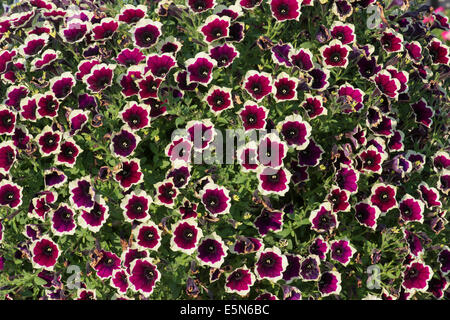 La Petunia Cascadia Rim fiori di magenta Foto Stock