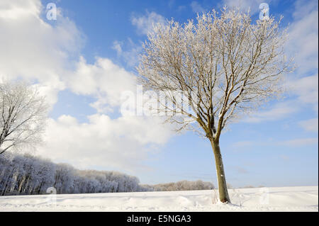 Farnia (Quercus robur e Quercus pedunculata) in inverno, Nord Reno-Westfalia, Germania Foto Stock