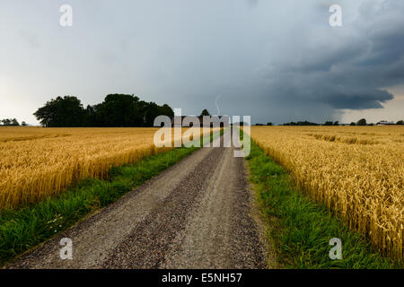 Tempesta su campo di grano Foto Stock