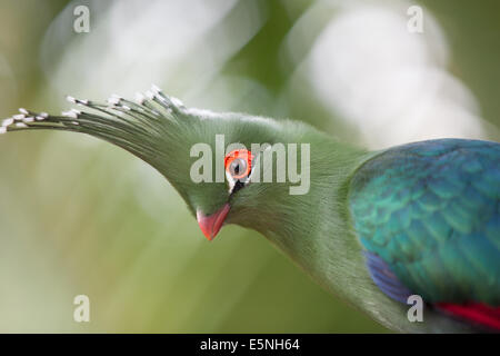 Colpo alla testa di un Schalow's's Turaco (Tauraco schalowi) Foto Stock