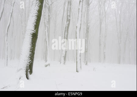 Faggio europeo comune o del bosco di faggio in inverno (Fagus sylvatica), Nord Reno-Westfalia, Germania Foto Stock