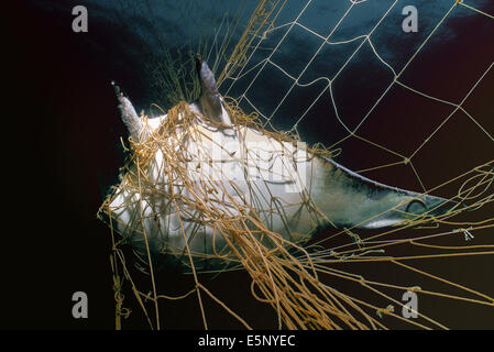 Manta Ray (Manta birostris) catturati in Gill Net - Huatampo, Messico. Golfo di California, Mare di Cortez, Oceano Pacifico Foto Stock