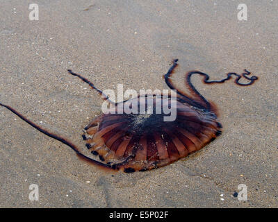 Chrysaora hysoscella, noto anche come la bussola meduse lavato fino sulla spiaggia a Mullaghmore, Irlanda Foto Stock