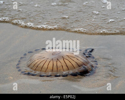 Chrysaora hysoscella, noto anche come la bussola meduse lavato fino sulla spiaggia a Mullaghmore, Irlanda Foto Stock