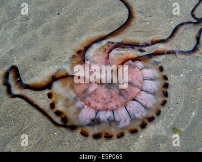 La parte inferiore di Chrysaora hysoscella, noto anche come la bussola meduse lavato fino sulla spiaggia a Mullaghmore, Irlanda Foto Stock