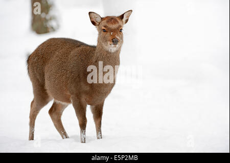 Giapponese cervi sika o giapponese cervo (Cervus nippon NIPPON), femmina in inverno Foto Stock
